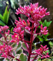 Različni sedum Voodoo - Sedum spurium - semena seduma - 50 kos