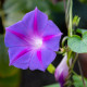 BIO Slak vijoličast - Ipomoea purpurea - bio semena slaka - 30 kos