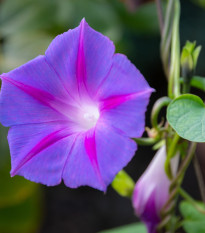 BIO Slak vijoličast - Ipomoea purpurea - bio semena slaka - 30 kos