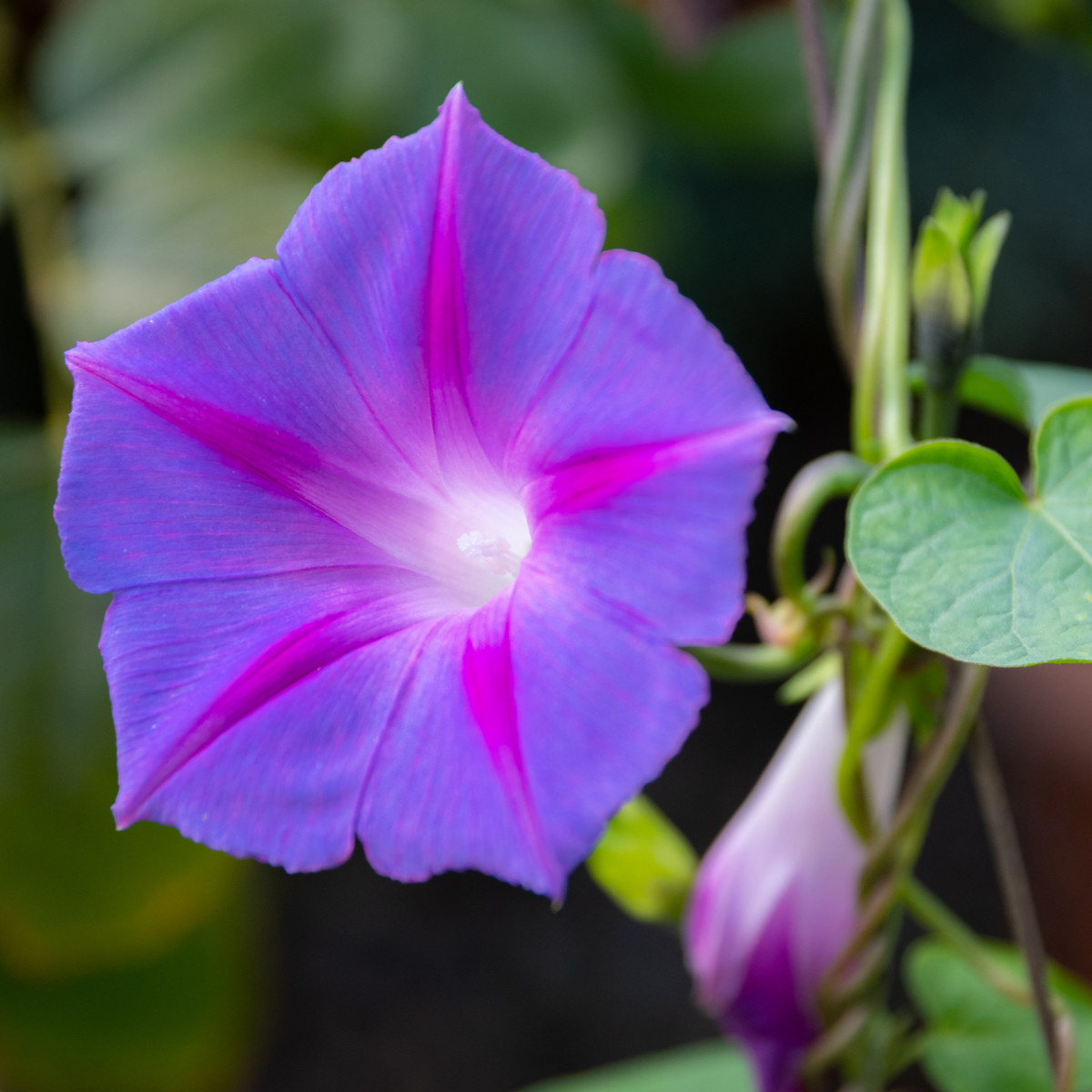 BIO Slak vijoličast - Ipomoea purpurea - bio semena slaka - 30 kos