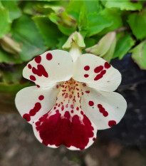Pikasta mimula White Blotch – Mimulus – semena mimule – 20 kosov