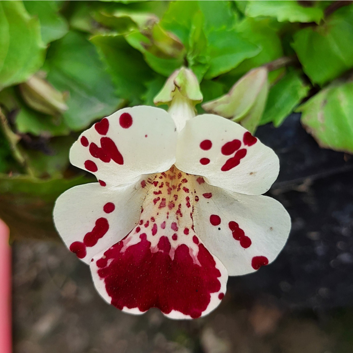 Pikasta mimula White Blotch – Mimulus – semena mimule – 20 kosov