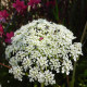 Mrkev Wildform - Daucus carota - semena mrkve - 250 ks