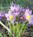 Koniklec alpski Bells Violet - Pulsatilla alpina - semena konikleca - 20 kos