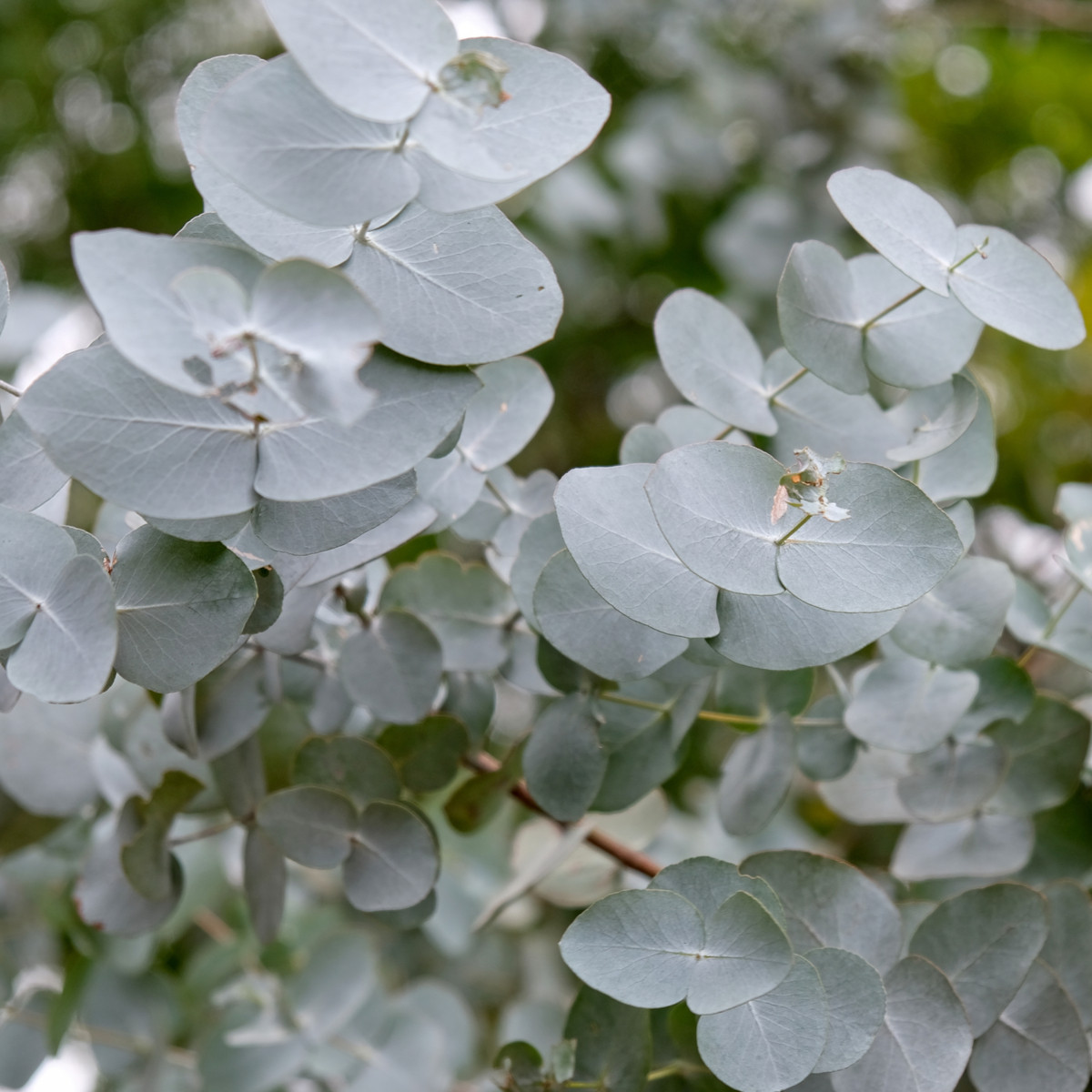 Eukalyptus - Blahovičník - Eucalyptus cinerea - semena eukalyptu - 8 ks