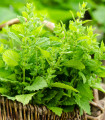 Medena mandarina - Melissa officinalis - semena medene - 20 kosov