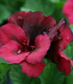 Pasasta pelargonija Black Velvet Violet F1 – Pelargonium zonale – semena pelargonije – 6 kosov
