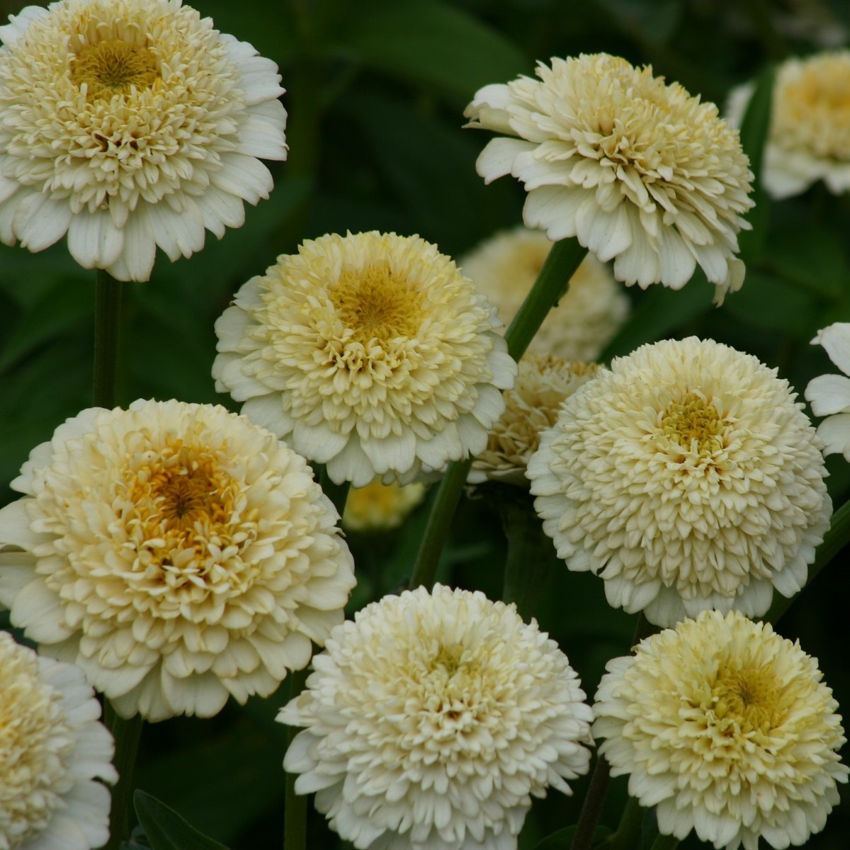 Ostálka Zinderella White - Zinnia elegans - semena ostálky - 20 ks