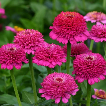 Ostálka Zinderella Purple - Zinnia elegans - semena ostálky - 20 ks