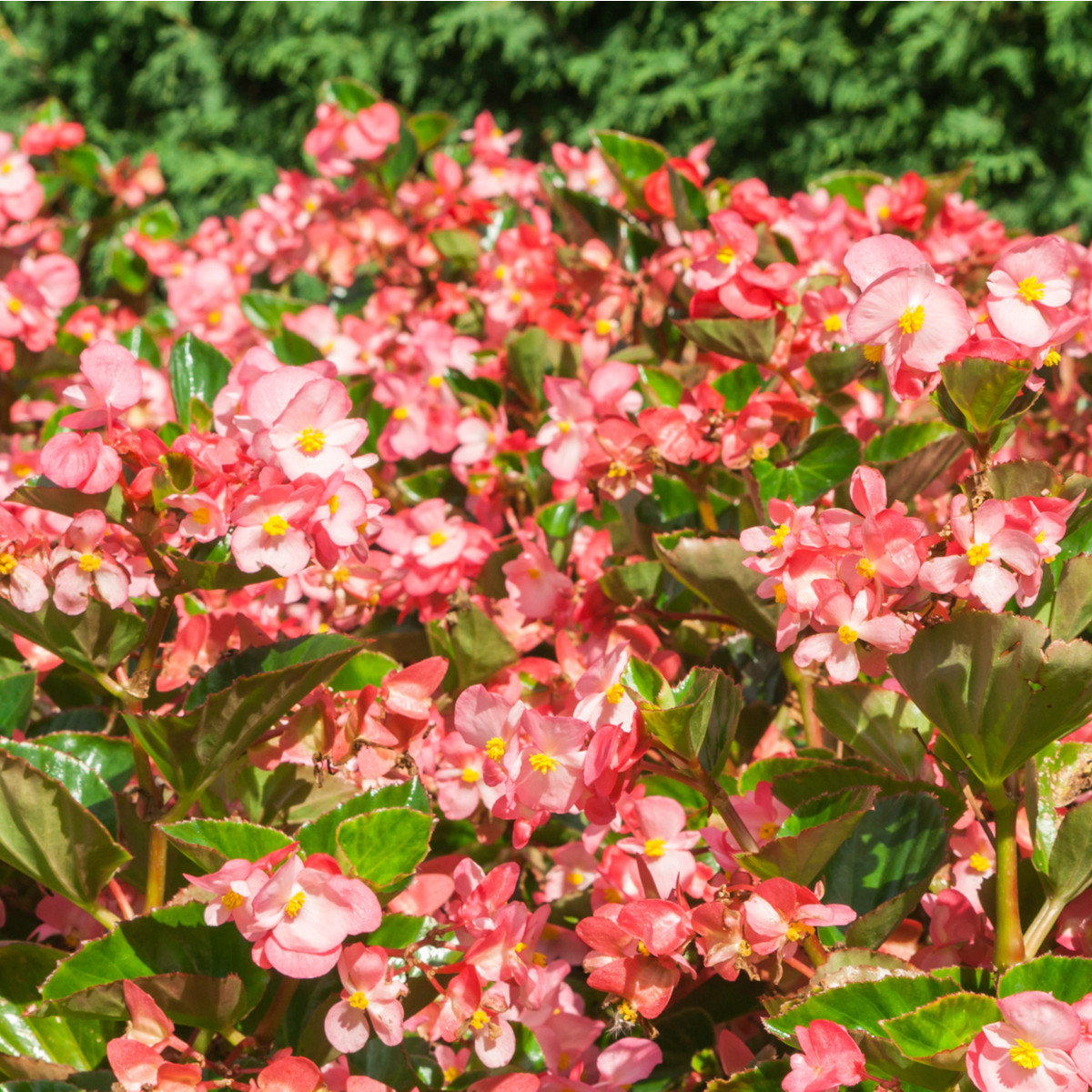 Begónie Big Rose Green Leaf F1 - Begonia benariensis - semena begónie - 8 ks