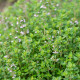 Francoski poletni timijan - Thymus vulgaris - semena timijana - 100 kos