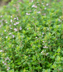 Francoski poletni timijan - Thymus vulgaris - semena timijana - 100 kos