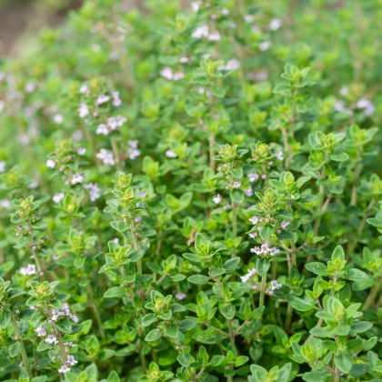 Francoski poletni timijan - Thymus vulgaris - semena timijana - 100 kos