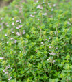 Francoski poletni timijan - Thymus vulgaris - semena timijana - 50 kos
