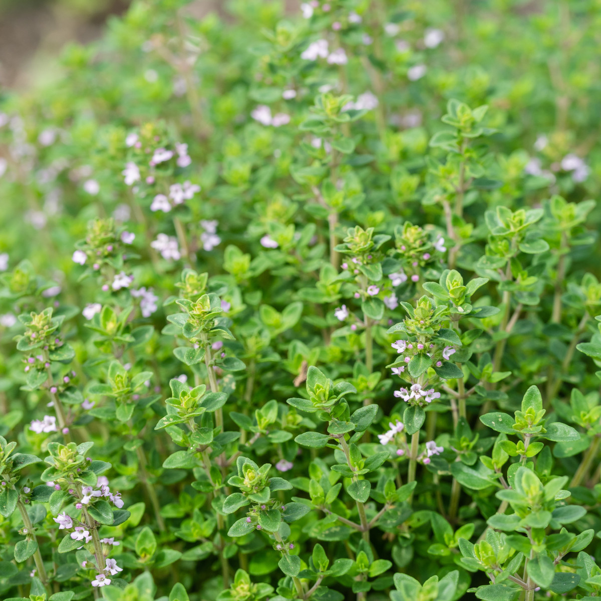 Francoski poletni timijan - Thymus vulgaris - semena timijana - 100 kos