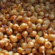 Cibule šalotka Yellow Moon - Allium cepa - cibulky - 10 ks