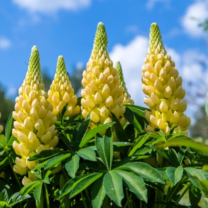 Lupina žlutá - Lupinus - prostokořenné sazenice lupiny - 1 ks