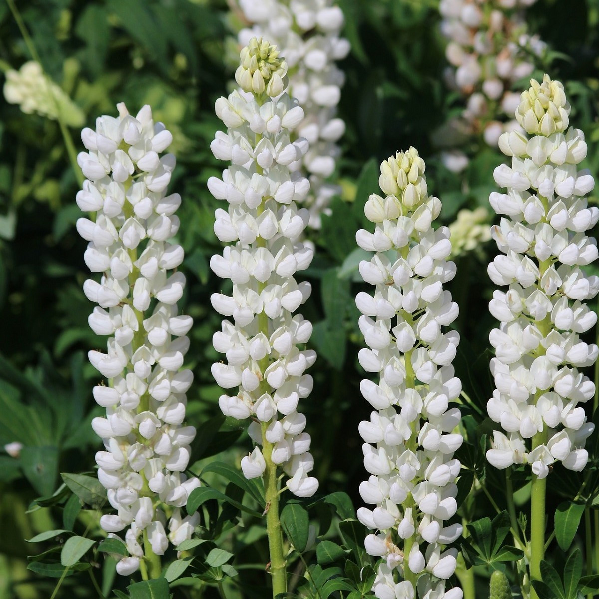 Lupina bílá - Lupinus - prostokořenné sazenice lupiny - 1 ks