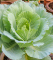 Belo zelje polpozno Pourovo - Brassica oleracea - semena zelja - 200 kos