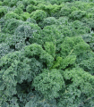 Kale Kapral - Brassica oleracea L. convar. - semena kodrolista - 300 kos