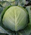 Belo zelje Aros F1 - Brassica oleracea - semena zelja - 100 kos