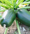 Cuketa Green Griller F1 - Cucurbita pepo - semena cukete - 5 kosov