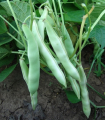 Fazol grmičasti Dalmatin - Phaseolus vulgaris - semena fižola - 15 kos