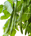 Fazol grmičasti Filetty - Phaseolus vulgaris var. nanus - semena fižola - 20 kos