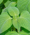 Perila zelena - Perilla furtescens - semena perile - 350 kos
