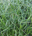 Trstica razširjena Spiralis – Juncus effusus – semena trstice – 20 kosov