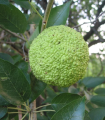 Oranžna maklura - Maclura pomifera - semena maklure - 5 kosov