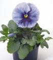 Viola srebrno modra z očesom Inspire F1 - Viola x wittrockiana - semena viole - 20 kos
