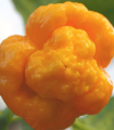 Čili rumeno 7 Pot Brain Strain - Capsicum chinense - semena čili - 6 kos