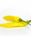 Čili Aji Pineapple - Capsicum baccatum - semena čili - 7 kosov