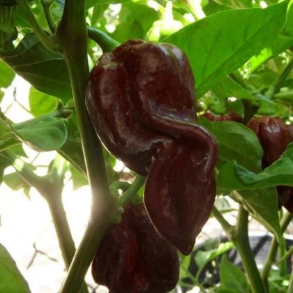 Čili Devils Tongue Chocolate – Capsicum chinense – semena