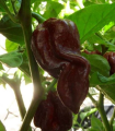 Chilli Devils Tongue Chocolate - Capsicum chinense - semena - 7 kosov