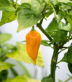 Chilli rumena Bhut Jolkia - Capsicum chinense - semena chilli - 5 kosov