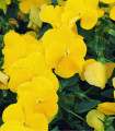 Pisana viseča Cool Wave Golden Yellow F1 - Viola x wittrockiana - semena pisane - 10 kos