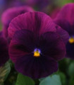 Pisana viseča Cool Wave Purple F1 - Viola x wittrockiana - semena pisane - 10 kos