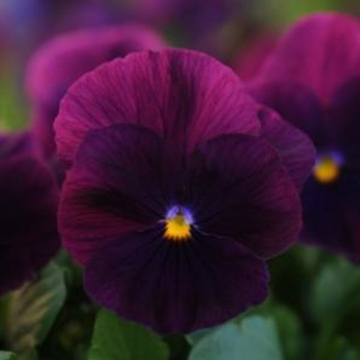 Maceška převislá Cool Wave Purple F1 - Viola x wittrockiana - semena macešky - 10 ks