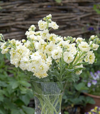 Poletni šeboj Anytime Yellow – Matthiola incana – semena šeboja - 60 kosov