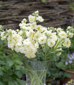 Poletni šeboj Anytime Yellow – Matthiola incana – semena šeboja - 60 kosov