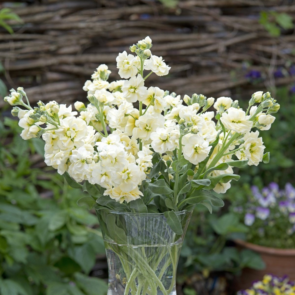 Poletni šeboj Anytime Yellow – Matthiola incana – semena šeboja - 60 kosov