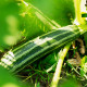 Cuketa Tapir - Cucurbita pepo - semena cukety - 12 ks
