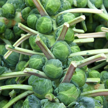 Kapusta růžičková Casiopea - Brassica oleracea - semena kapusty - 400 ks