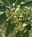 Pulai - Alstonia scholaris - semena pulai - 8 kosov