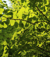 Zmarličník japonský - Cercidiphyllum japonicum - semena zmarličníku - 8 ks