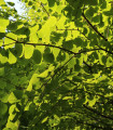 Japonski zmarličník – Cercidiphyllum japonicum – semena zmarličníka – 8 kosov