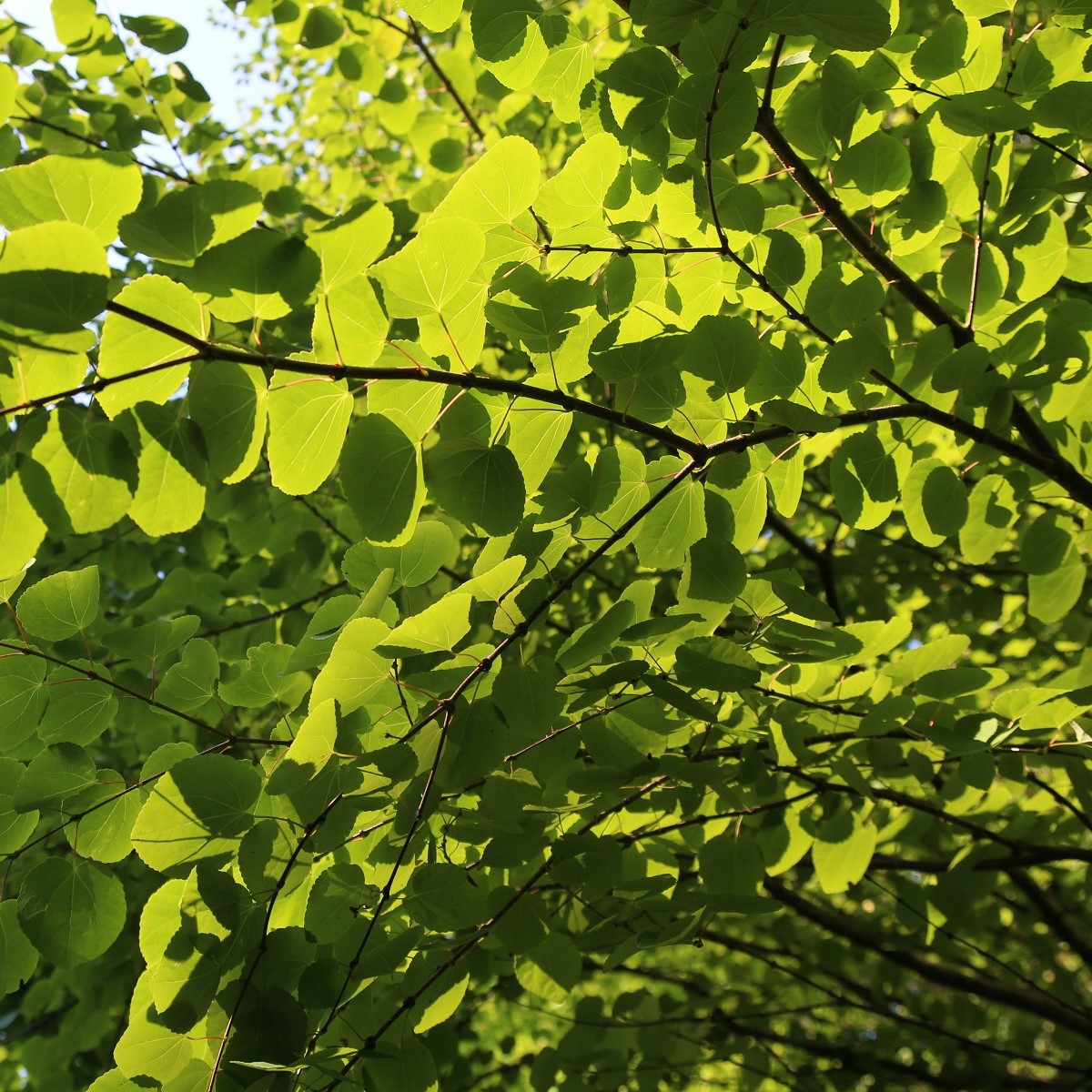 Zmarličník japonský - Cercidiphyllum japonicum - semena zmarličníku - 8 ks