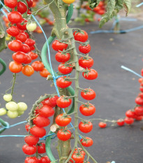 Rajče rybízové Curranto F1 - Solanum lycopersicum - semena rajčete - 10 ks